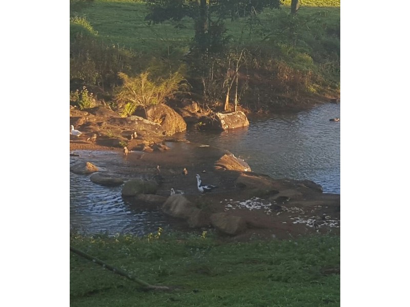 Millaa Millaa QLD 4886