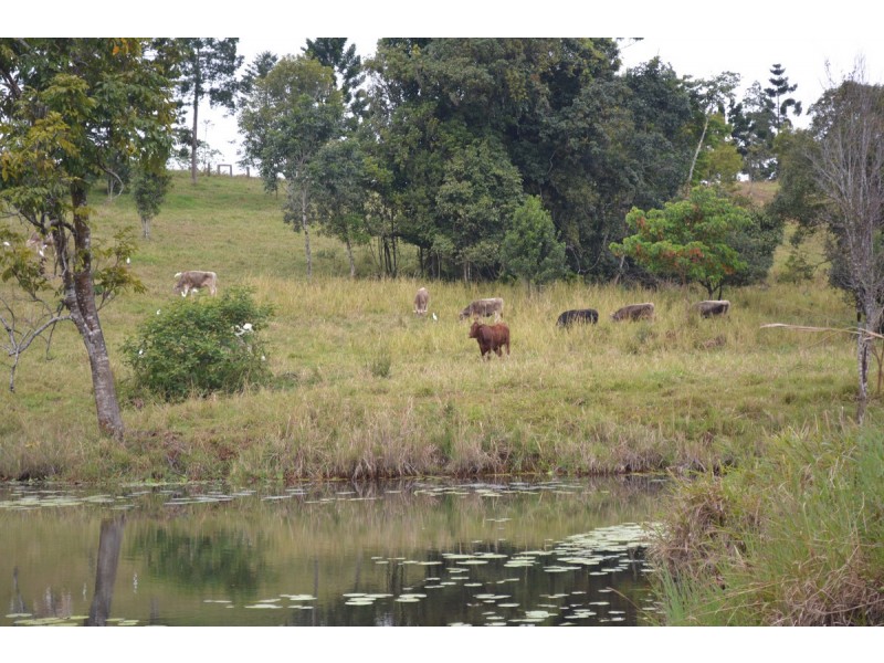 Millaa Millaa QLD 4886