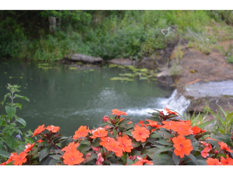 Millaa Millaa QLD 4886