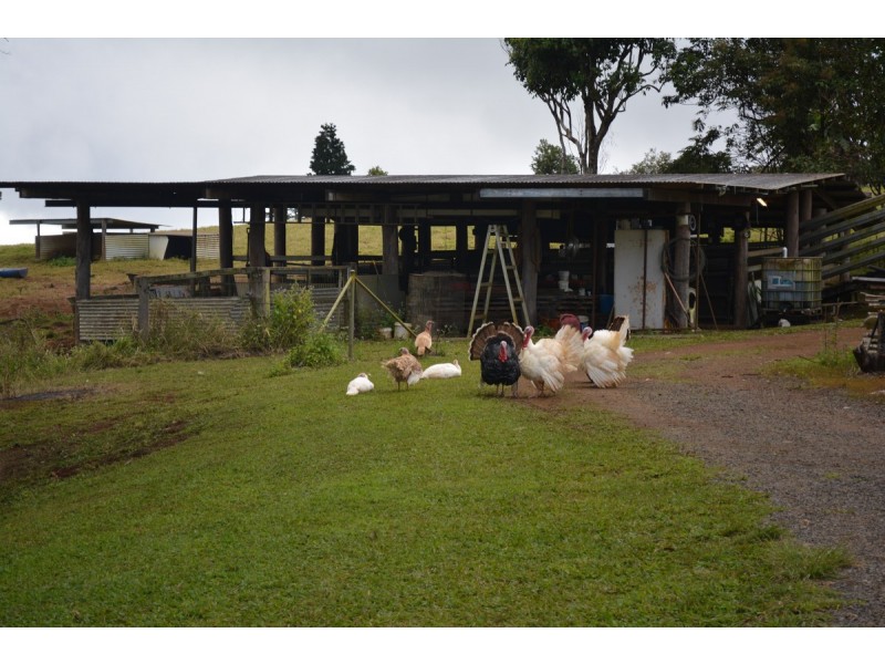 Millaa Millaa QLD 4886