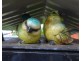 Malanda QLD 4885
