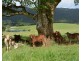 Millaa Millaa QLD 4886