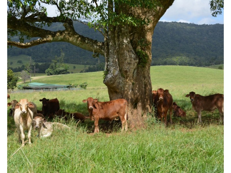 Millaa Millaa QLD 4886