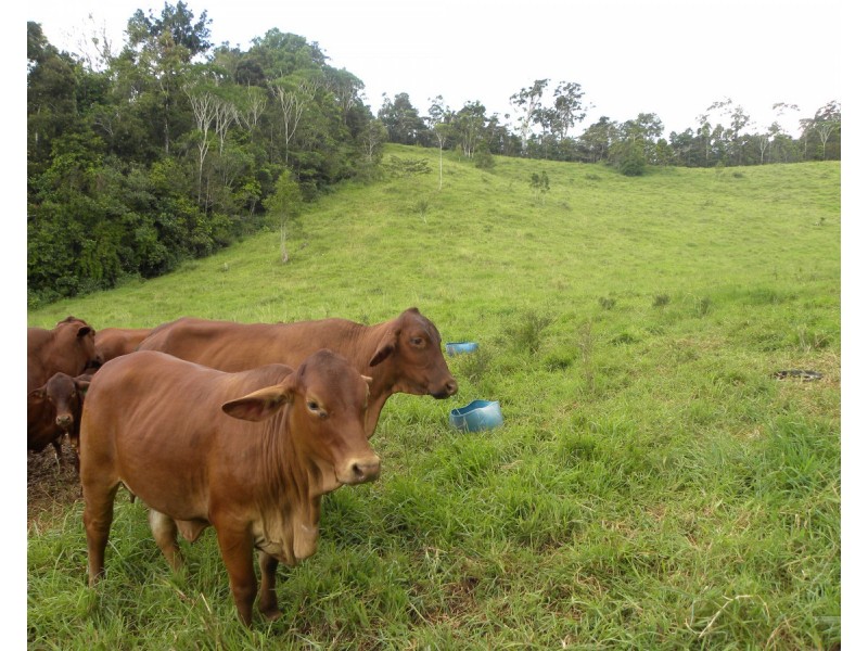 Malanda QLD 4885