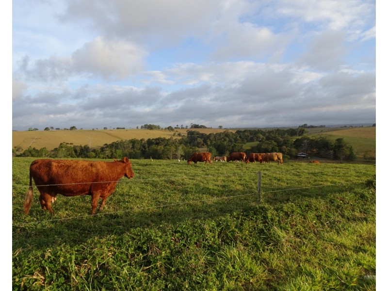 Upper Barron QLD 4883