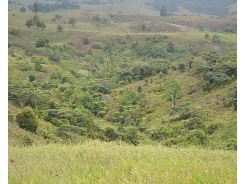 Millaa Millaa QLD 4886