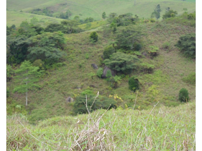 Millaa Millaa QLD 4886