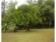 Millaa Millaa QLD 4886