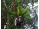 Millaa Millaa QLD 4886