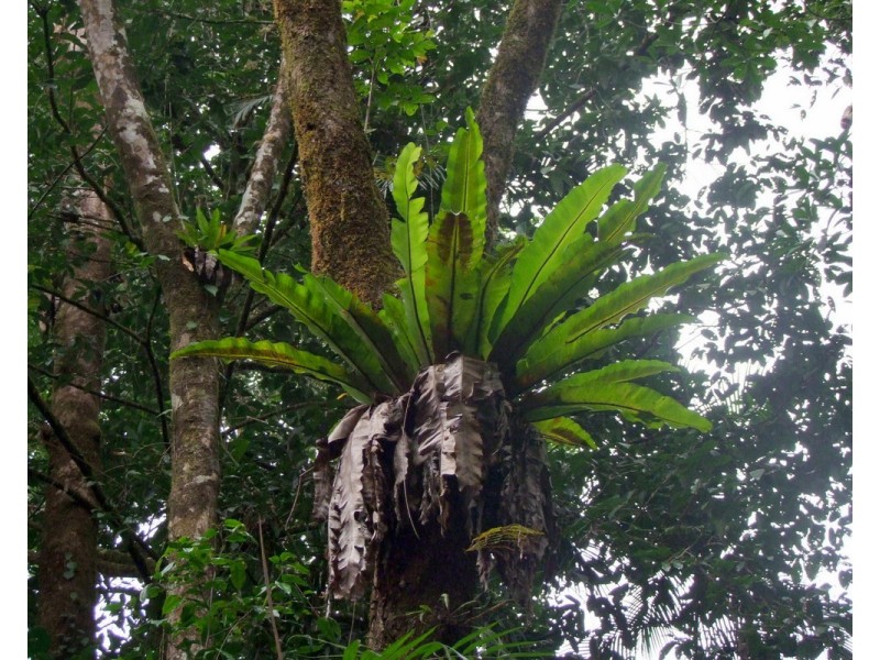 Millaa Millaa QLD 4886