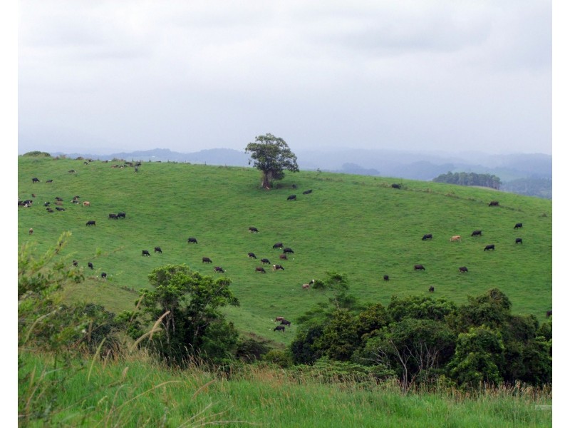 Millaa Millaa QLD 4886