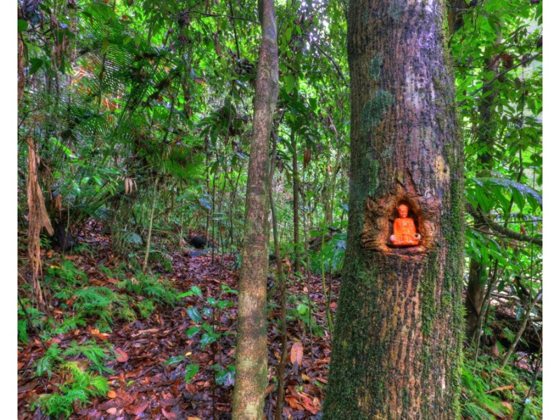 LS1676/289 Mullins Road, Millaa Millaa QLD 4886