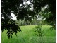 Upper Barron QLD 4883