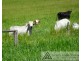 Barrine QLD 4872