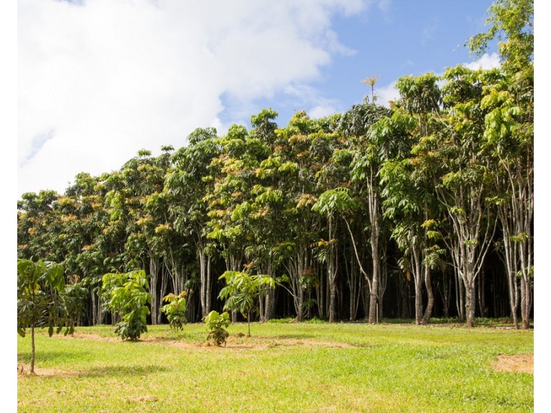 Barrine QLD 4872