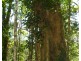 Ellinjaa QLD 4886