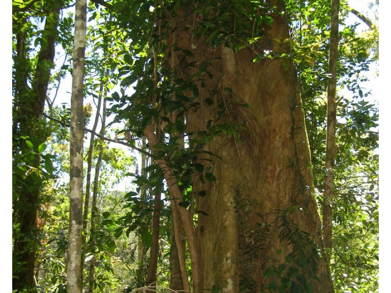 Ellinjaa QLD 4886