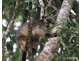 Ellinjaa QLD 4886