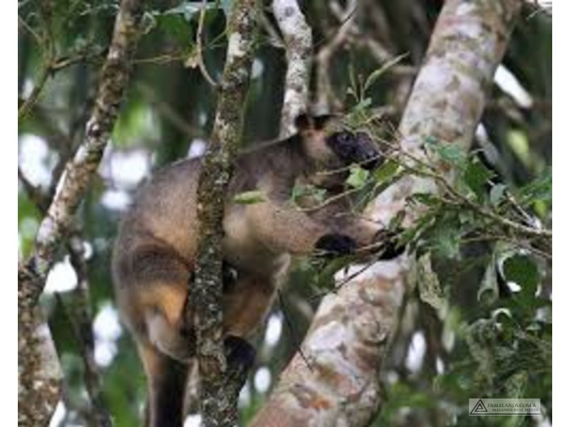 Ellinjaa QLD 4886