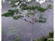 Ellinjaa QLD 4886
