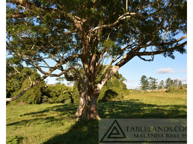 Millaa Millaa QLD 4886