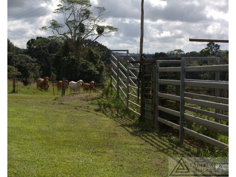 Millaa Millaa QLD 4886