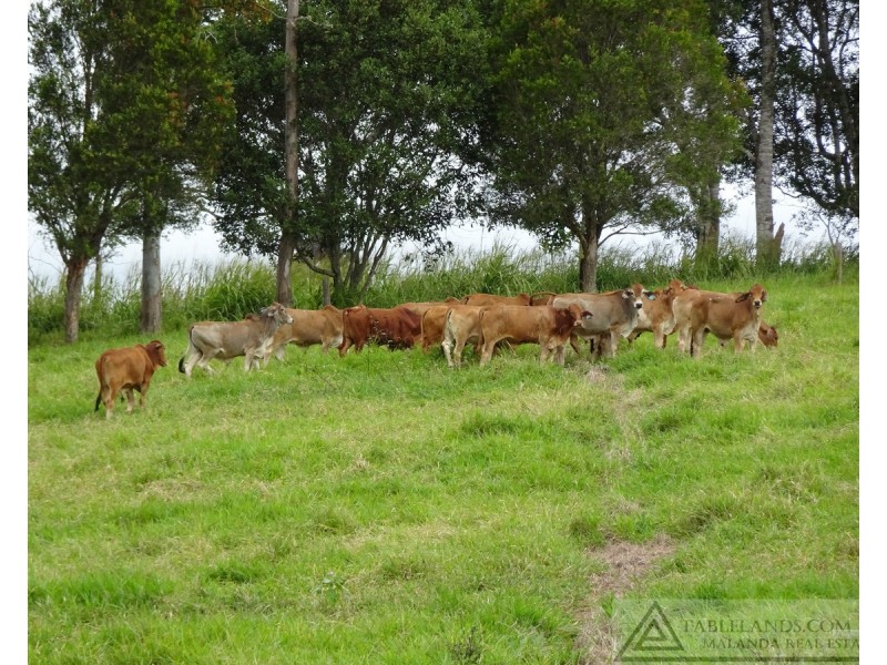 Lake Barrine QLD 4884