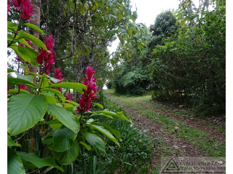 Lake Barrine QLD 4884