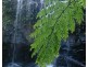 Millaa Millaa QLD 4886