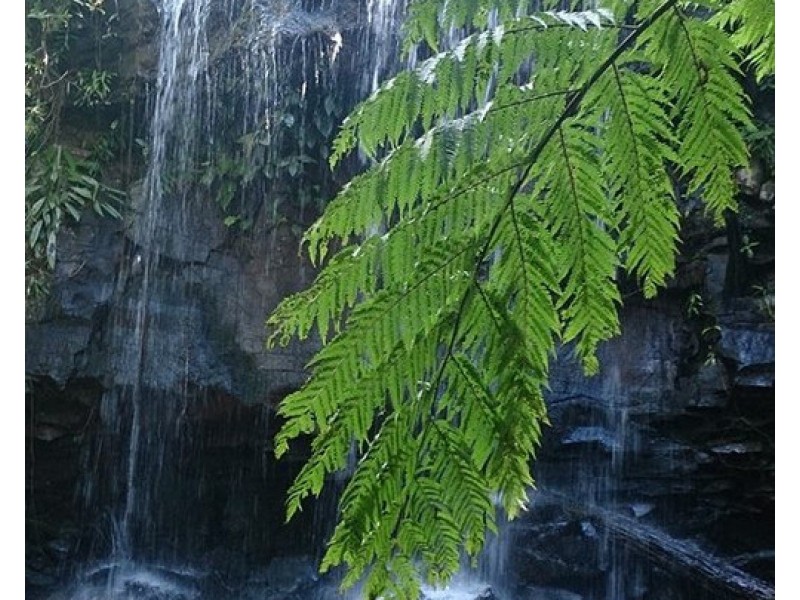 Millaa Millaa QLD 4886