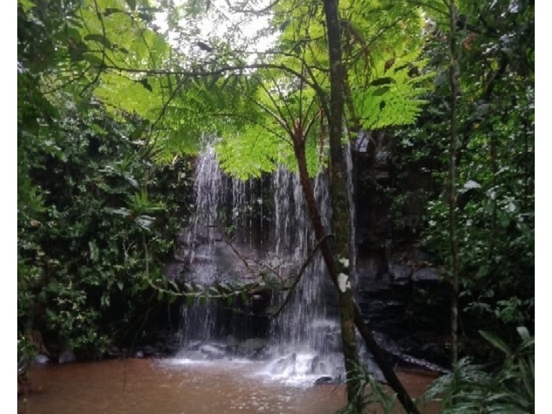 Millaa Millaa QLD 4886