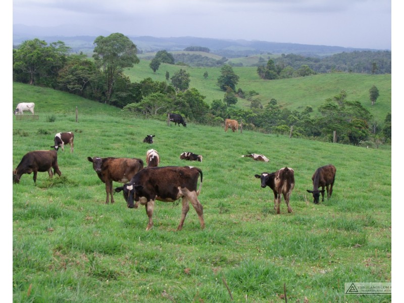 Millaa Millaa QLD 4886