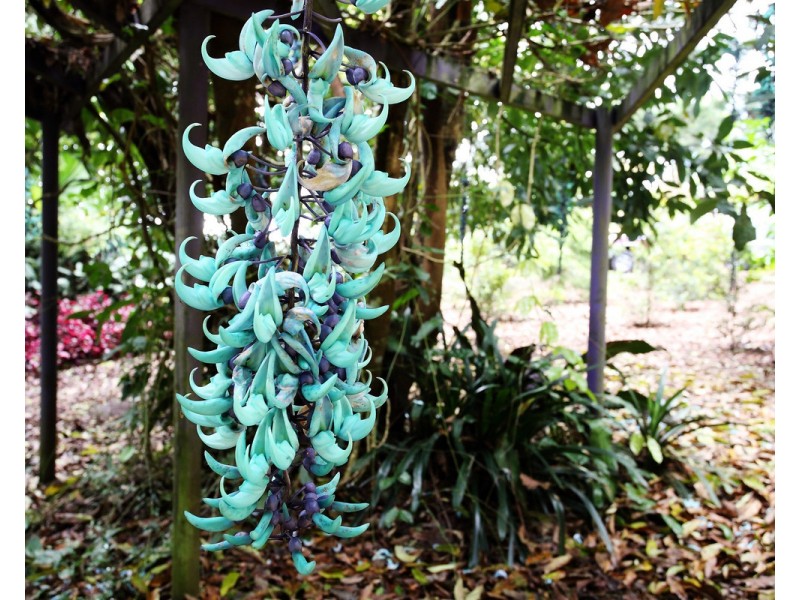 Millaa Millaa QLD 4886