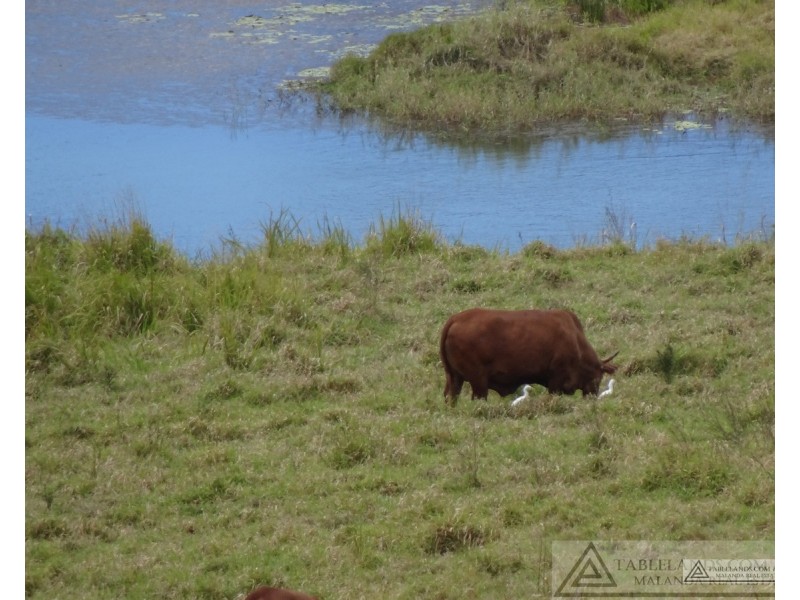 Lake Barrine QLD 4884