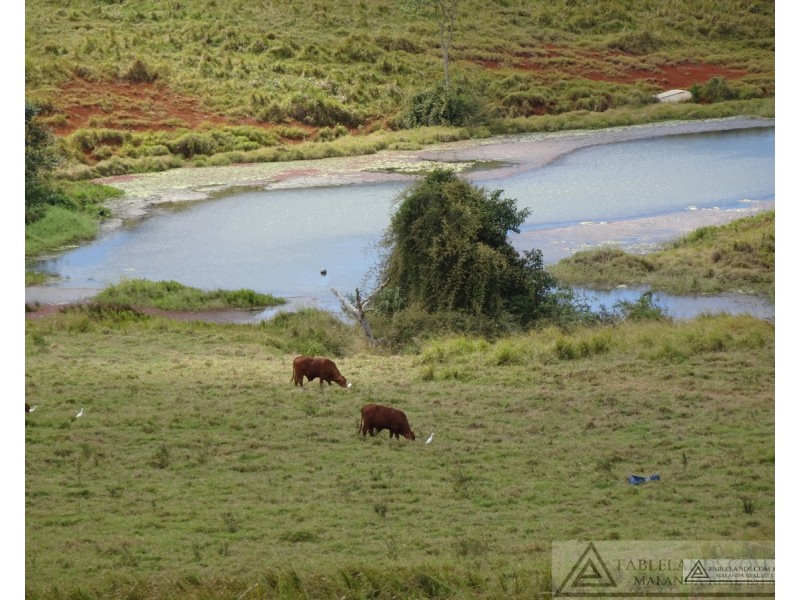 Lake Barrine QLD 4884