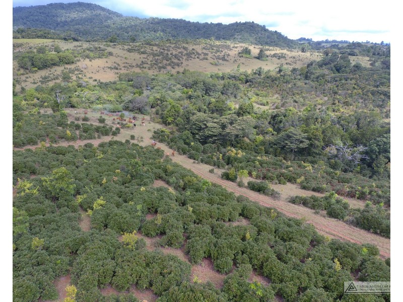 Millaa Millaa QLD 4886