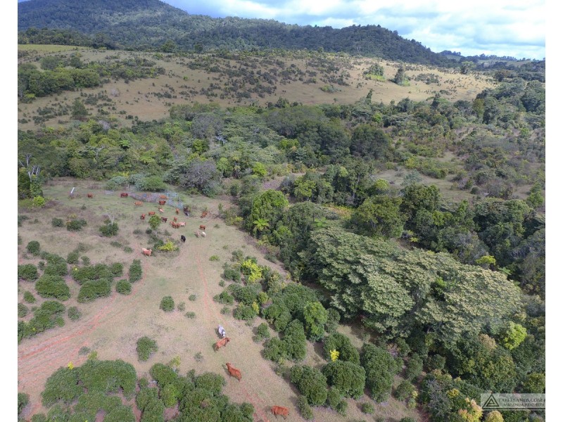 Millaa Millaa QLD 4886