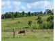 Millaa Millaa QLD 4886