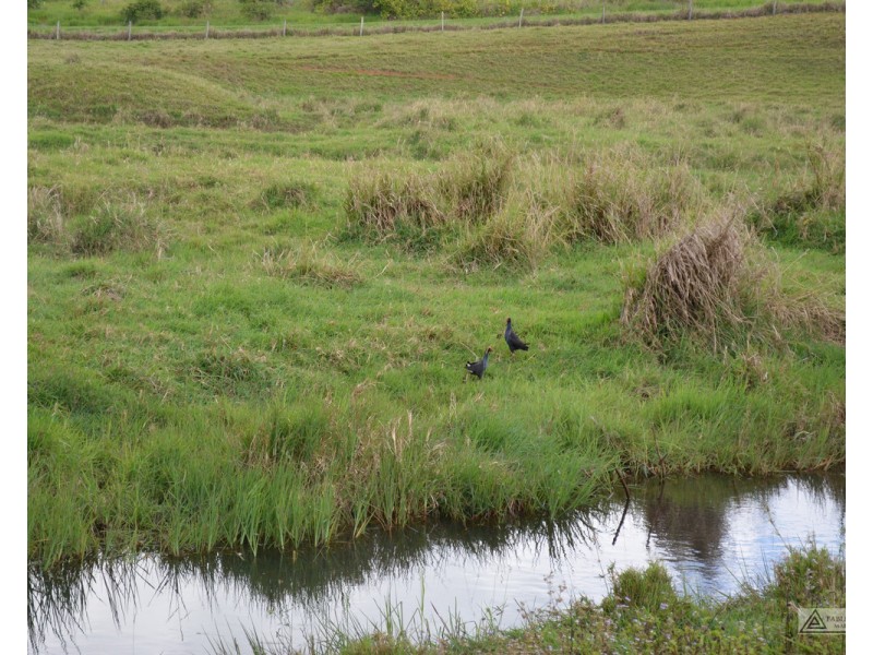 Millaa Millaa QLD 4886