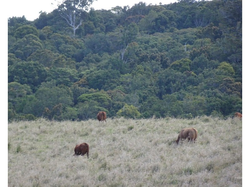 Ravenshoe QLD 4888