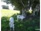 Malanda QLD 4885