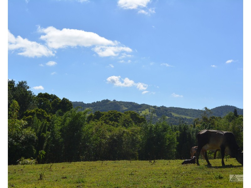 Millaa Millaa QLD 4886