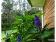 Malanda QLD 4885