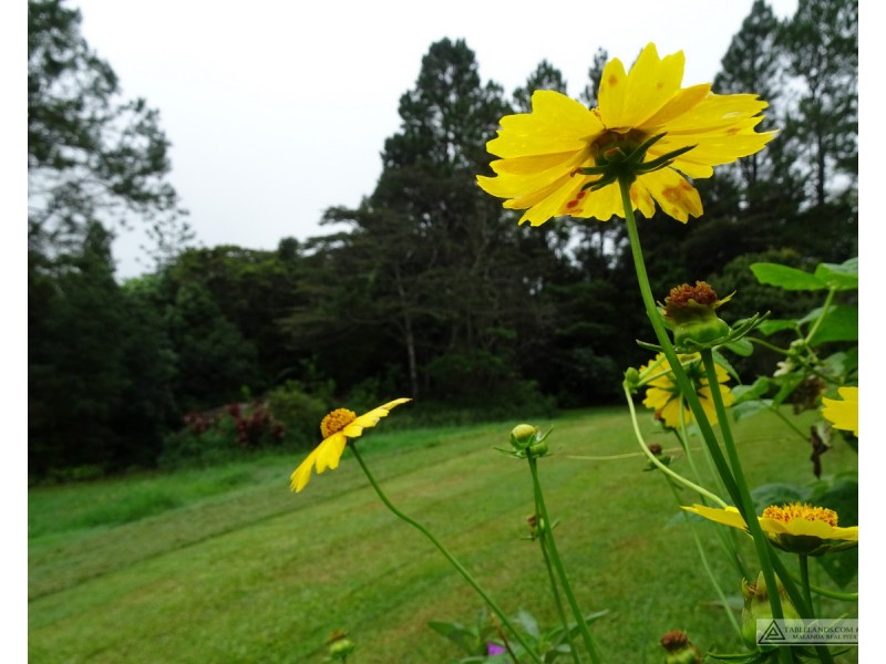 Malanda QLD 4885