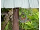 Malanda QLD 4885