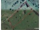 Millaa Millaa QLD 4886