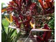 Malanda QLD 4885