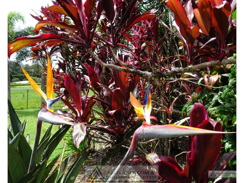Malanda QLD 4885