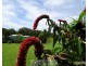 Malanda QLD 4885