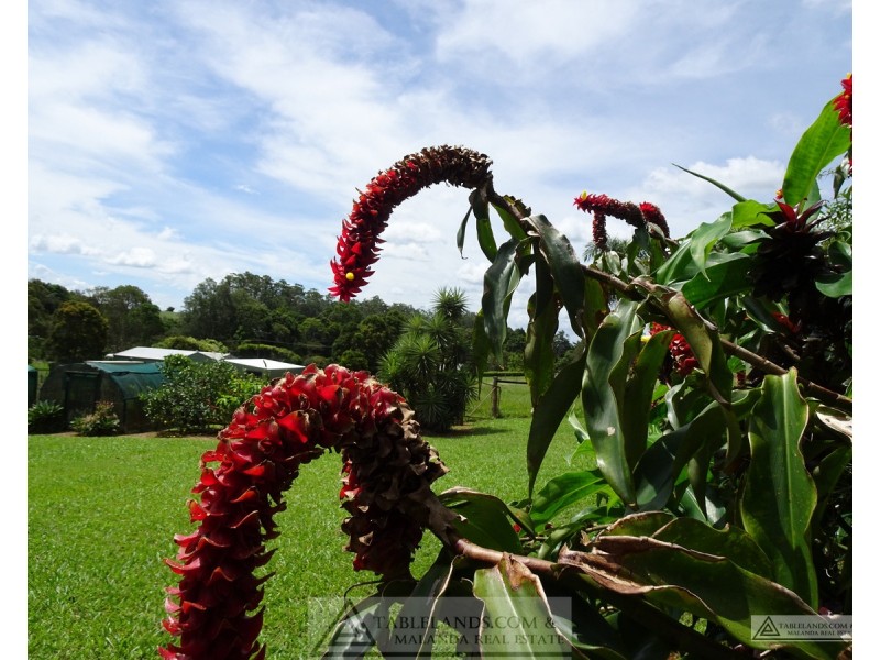 Malanda QLD 4885